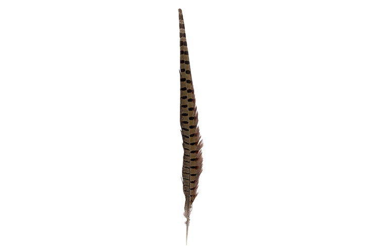 Picture of Fasan feathers