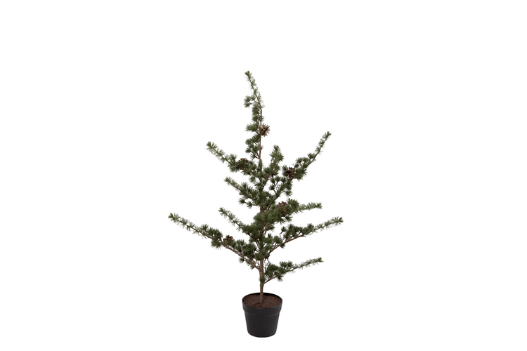 Picture of Pine Christmas tree
