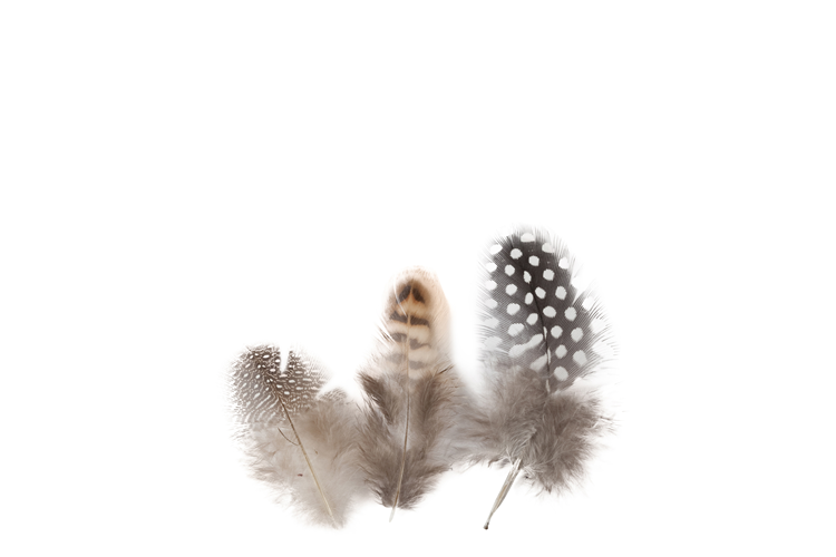 Picture of Guinea fowl feather