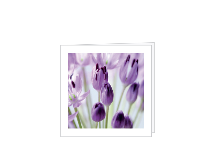 Picture of Agapanthus card