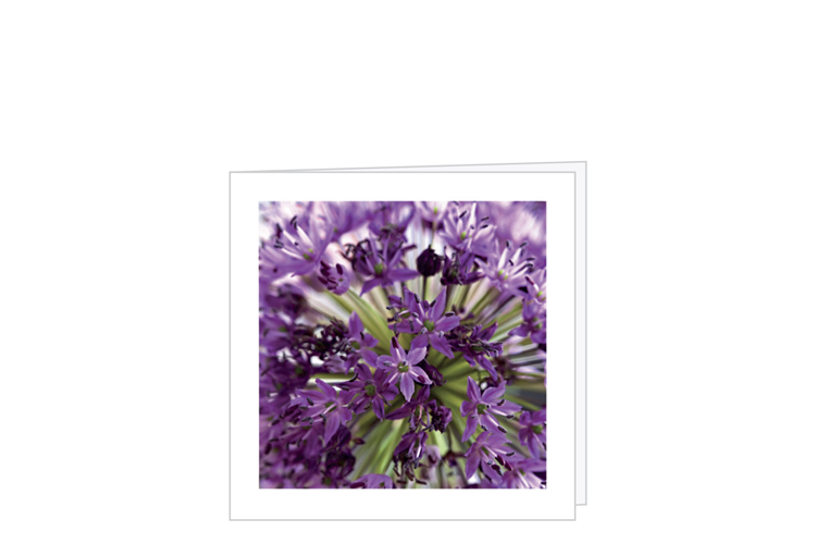 Picture of Agapanthus card