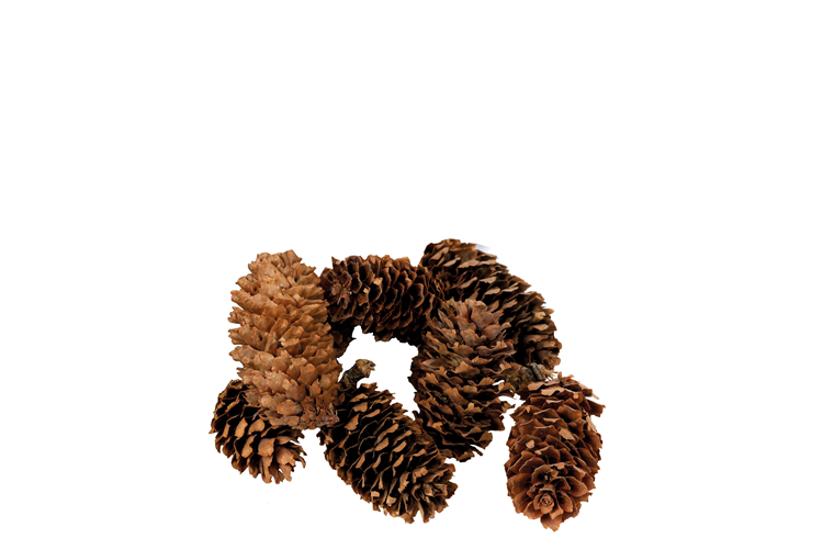 Picture of Whitespruce cone