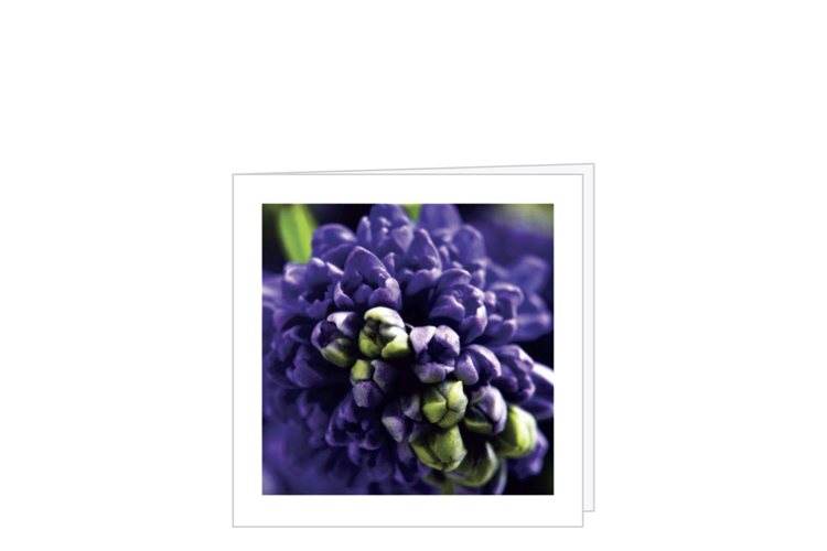 Billede af Hyacinth kort