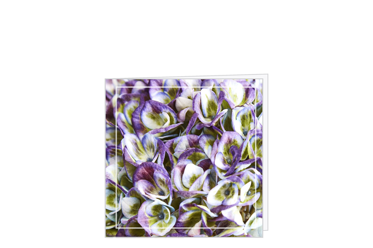 Picture of Hydrangea card
