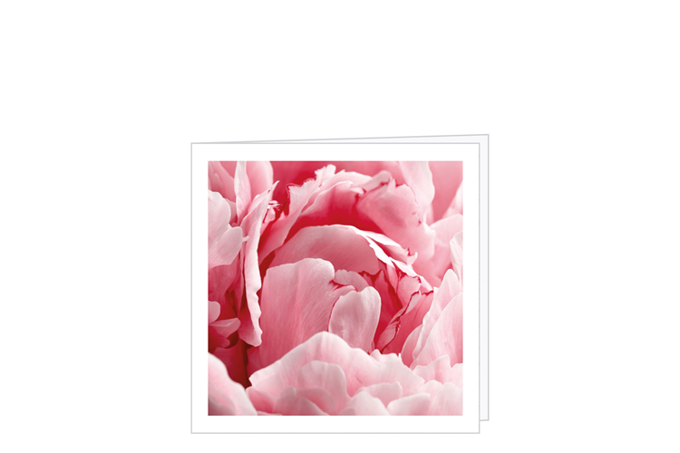 Picture of Peony card