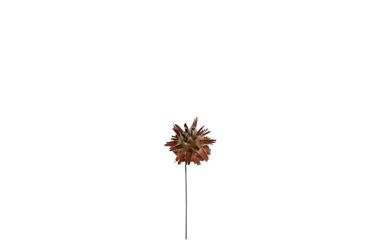 Picture of Plumosum Cone on a wire