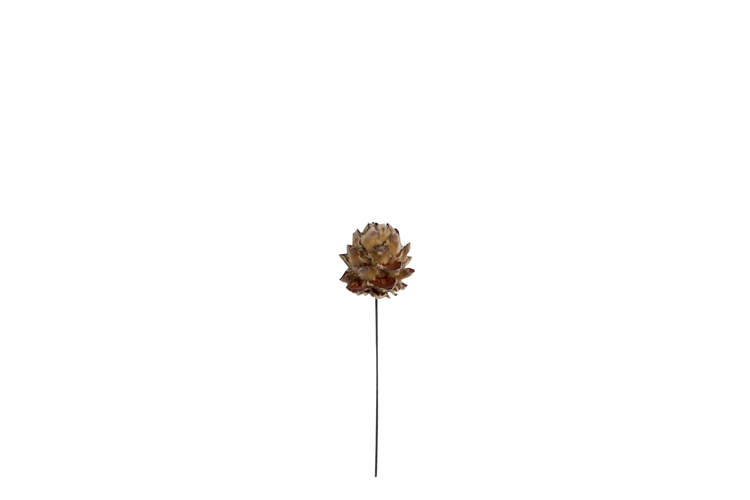 Picture of Pubescens Cone on a wire