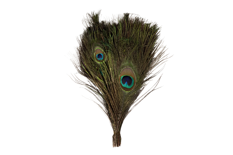 Picture of Peacock feather