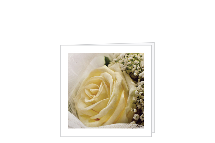 Picture of Rose/bridal veil flower card