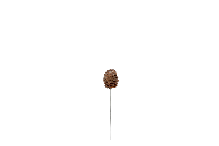 Picture of Sabulosum Cone on a wire