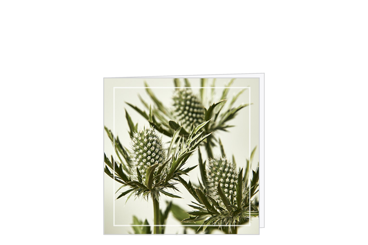 Picture of Thistle card