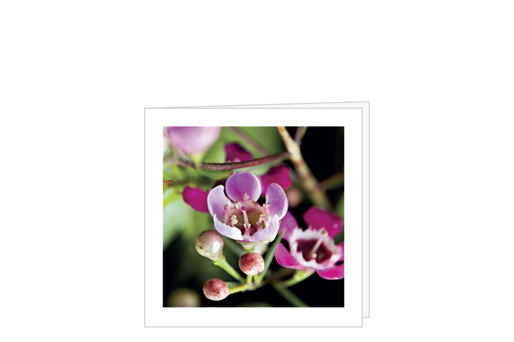 Picture of Waxflower card