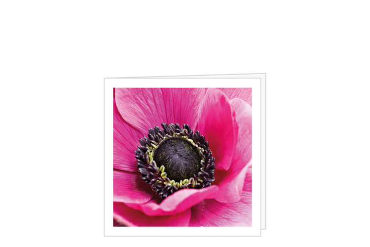 Picture of Anemone card