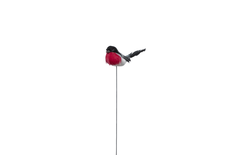 Picture of Bird on a wire