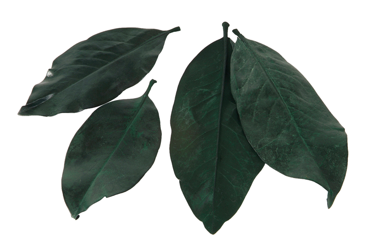Picture of Magnolia leaf