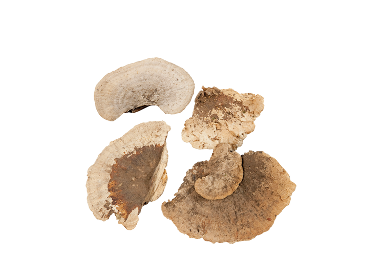 Picture of Sponge mini mushrooms