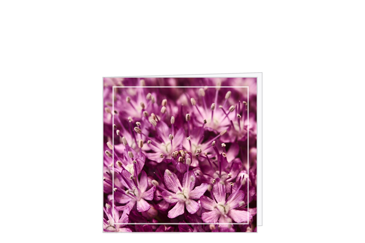 Picture of Starflower card