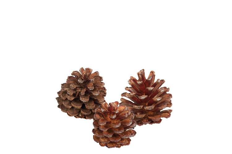 Picture of Pinecone