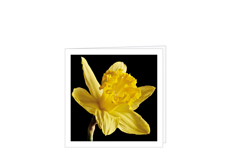 Billede af Daffodil kort