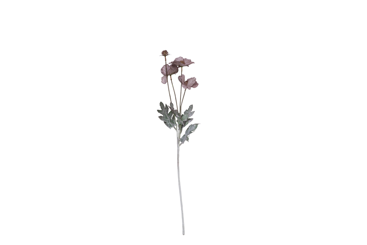 Bild på Mabella blomma