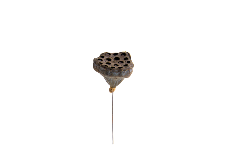 Picture of Mini Lotus on a wire
