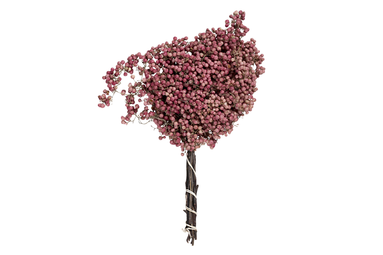 Picture of Pink peppercorn branch
